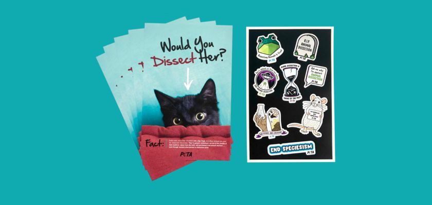Free End Dissection Stickers